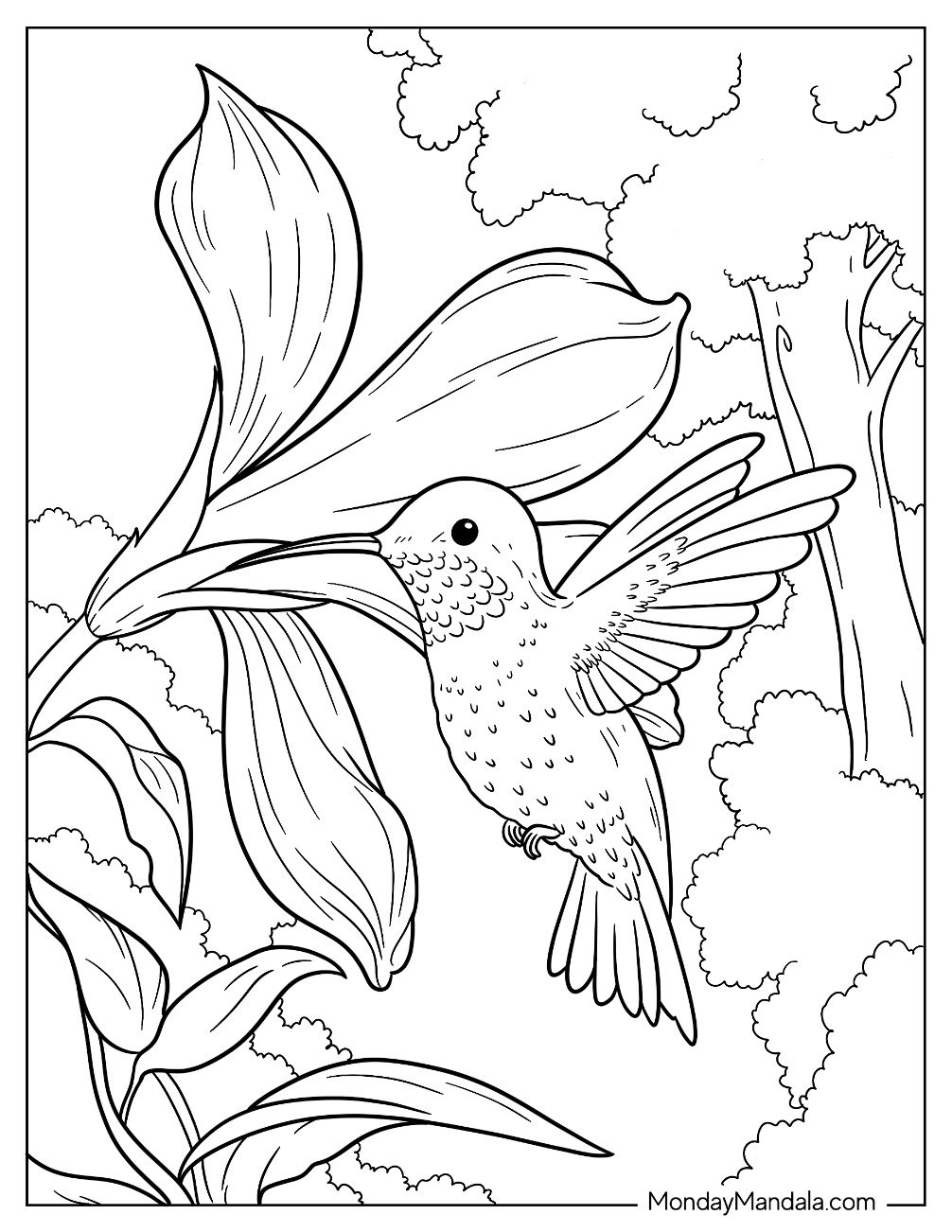 19 Hummingbird Coloring Pages Free PDF Printables 