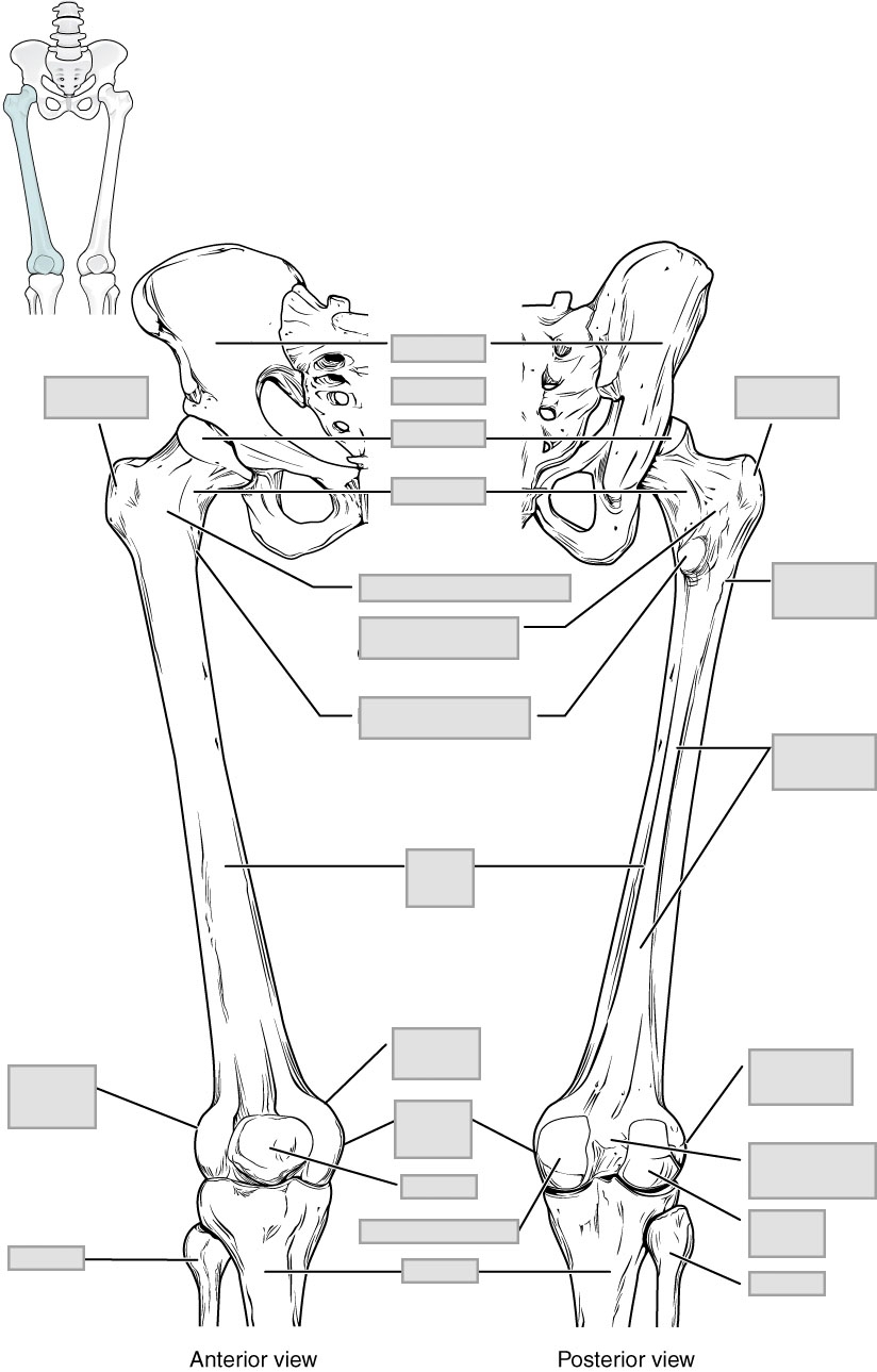 Chapter 8 The Appendicular Skeleton Anatomy And Physiology Laboratory Manual For Nursing And Allied Health