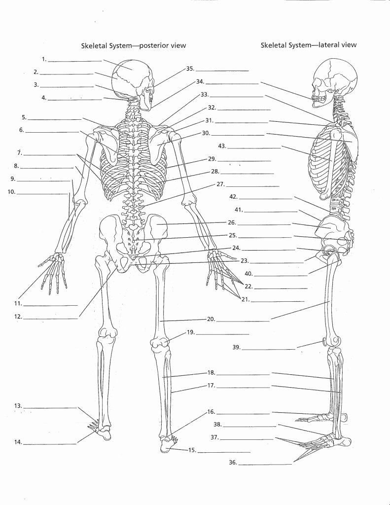 Chapter 8 The Appendicular Skeleton Anatomy And Physiology Worksheets Library