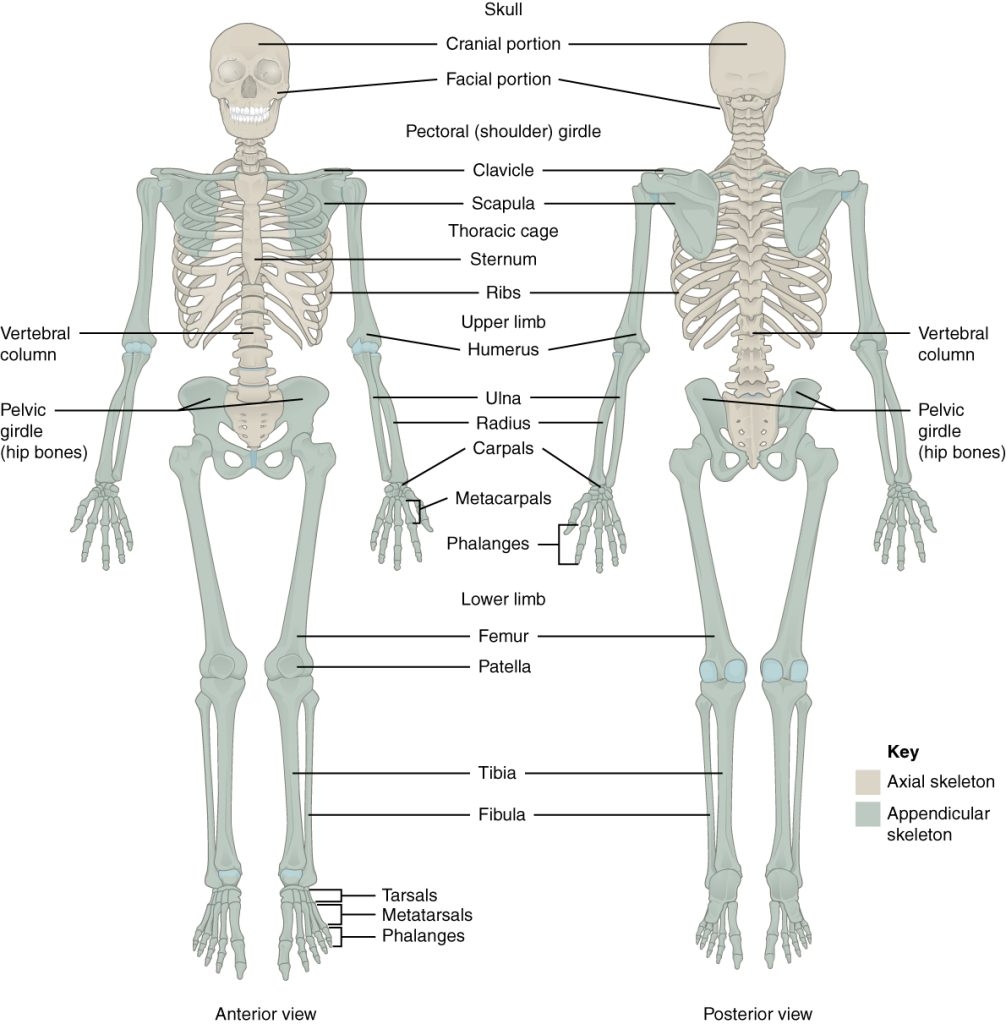 Lab 5 Skeletal System II Appendicular Skeleton And Joints Fundamentals Of Human Anatomy Laboratory Manual