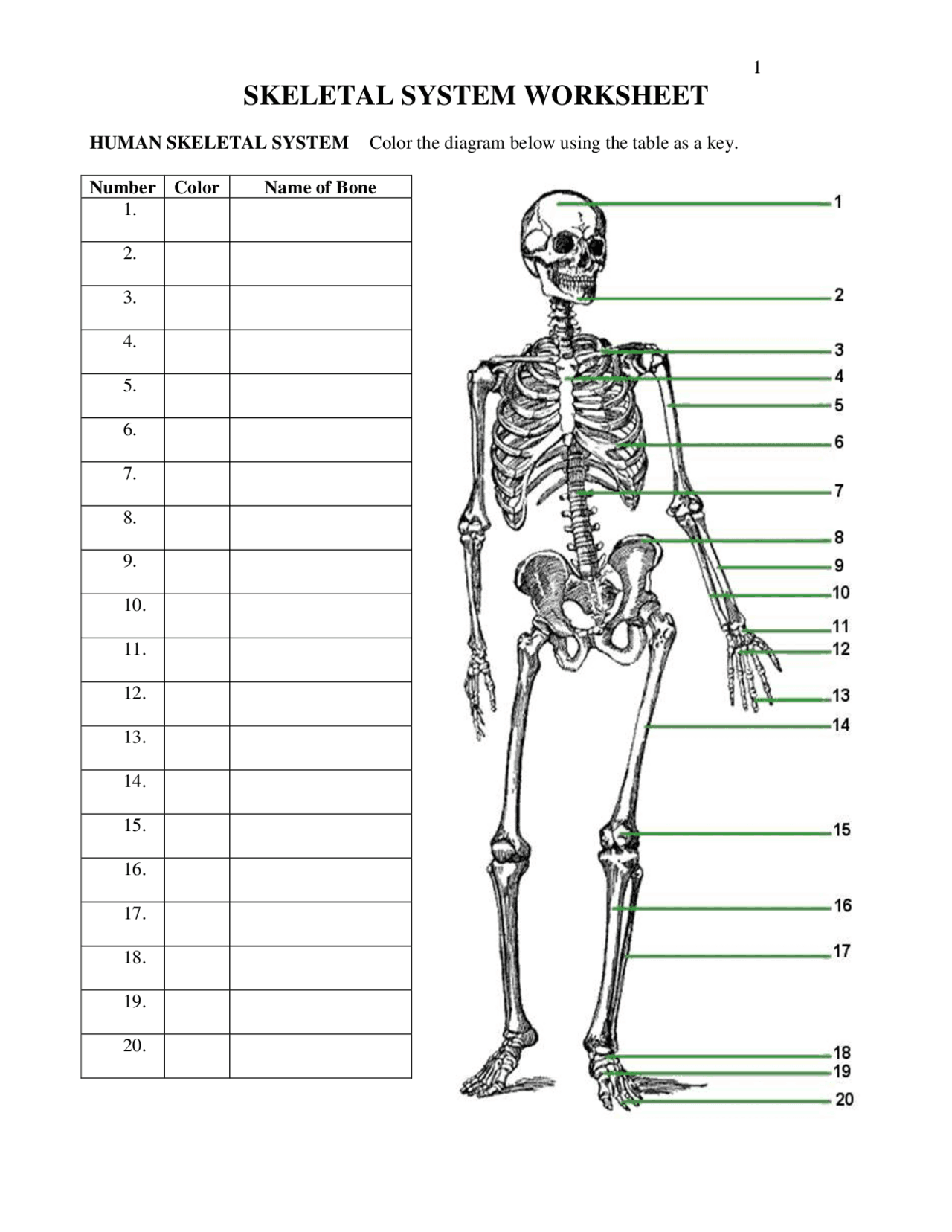 Skeletal System Worksheet Study Notes Anatomy Docsity
