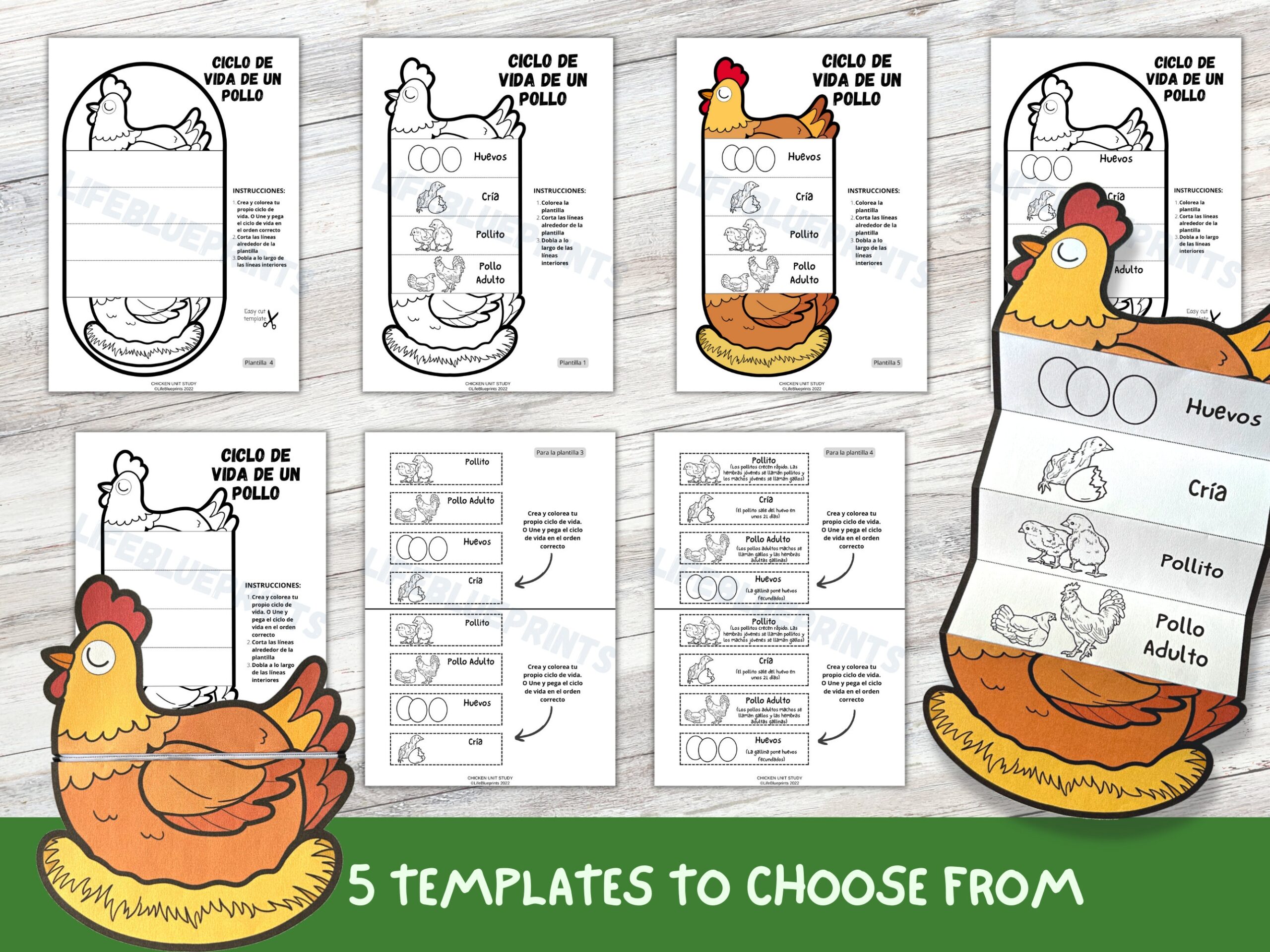 SPANISH Bird Life Cycle Bundle Of 6 Templates Duck Chicken Penguin Parrot Learning Activity For Kids A4 Digital Download Etsy